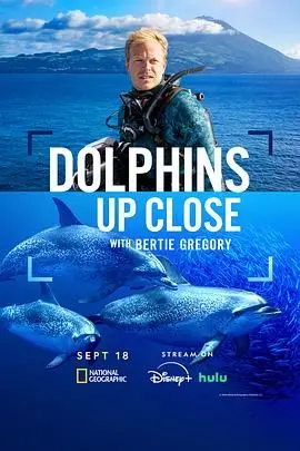 《摄影师贝尔蒂与海豚零距离》：一场触动灵魂的海洋奇遇，镜头下的治愈与感动！